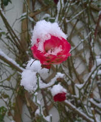 Kwiat róży pod śniegiem.