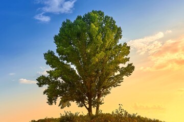 
tree, sky, nature, landscape, green, blue, grass, field, summer, forest, cloud, autumn, trees, meadow, rural, pine tree, plant, spring, outdoors, lonely, tree, sun, fall, countryside , a lonely tree,