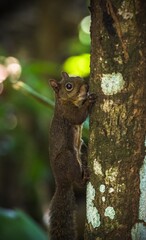 Guyane
