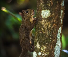 Guyane