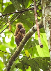 Guyane