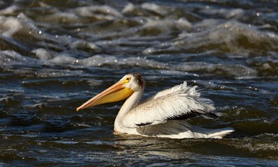 Pelican - big bird, hunts in a flock	