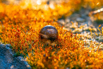 Gold abstract background with bokeh defocused lights