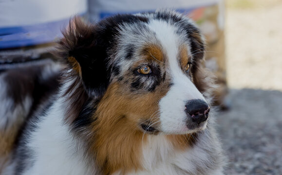 Dog Breed Australian Shepherd Ausi With Expressive Look