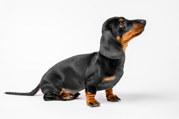 Cute playful dachshund puppy sits and looks up waiting for the command on a white background.