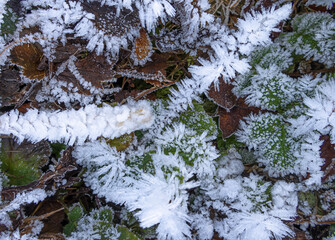 Winter frost in November