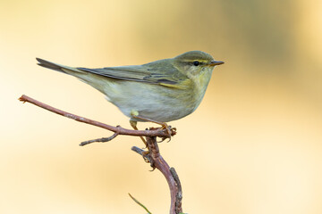 Willow warbler (Phylloscopus trochilus) perched on a branch against an unfocused green background, Leon, Spain