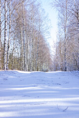 Birch Grove. Road under the snow in the winter forest on a sunny day