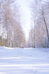 Birch Grove. Road under the snow in the winter forest on a sunny day