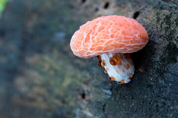 Fresh Rhodotus palmatus mushroom growing on a dead branch of a tree. Leon, Spain
