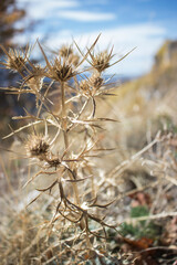 Dry grass close up macro