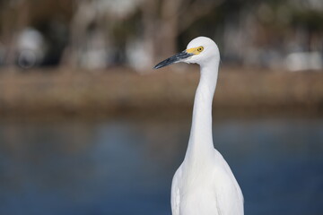 Snow Egret in Dana Point