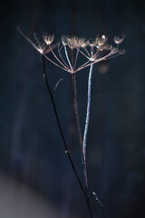 Macro photo of winter  hogweed covered with cristals of frost. Beautiful sunny day.