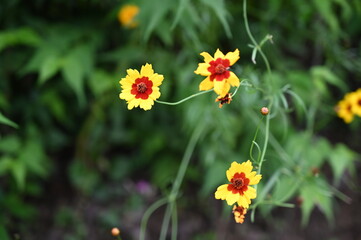 flowers in the garden