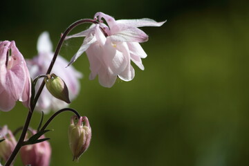 Gartenpflanzen Akelei  © ViStFo