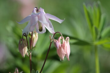 Gartenpflanzen Akelei