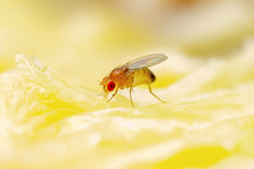 Tropical Fruit Fly Drosophila Diptera Parasite Insect Pest on Ripe Fruit Vegetable Macro