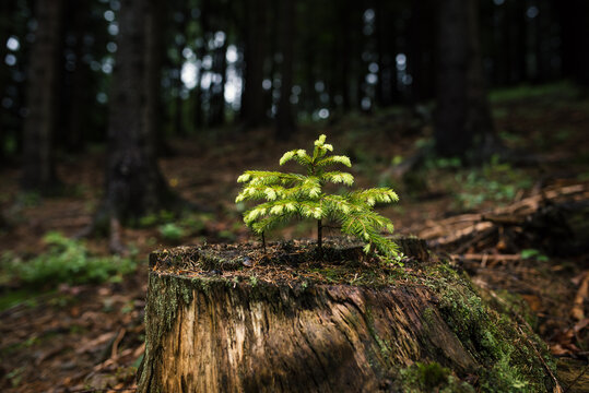 Jung seedling of spruce in the forest. Primeval forest in Europe. © Petra