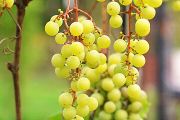 a bunch of ripe grapes	