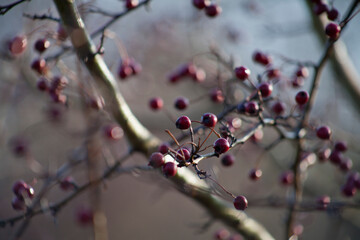 Hawthorn fruit tree with red fruit during the winter.