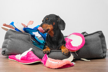 Disobedient dachshund made a mess, collected home slippers of owner in pet bed and tore them up, now impudent dog is sitting satisfied with itself as in dump and licking its lips, front view.