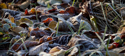 Frosty wildlife meadow on the sunny beautiful day.