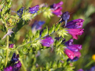 Purple Viper's Bugloss (Echium plantagineum)