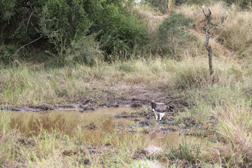 Kampfadler / Martial Eagle / Polemaetus bellicosus