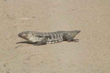 lizard on the sand