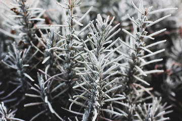 Naklejka na ściany i meble Frozen lavender bush. The plant is in the cold. Winter Garden