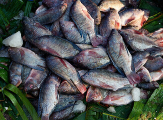 Sea fish on the floor with ice and palm leaves at fish market in Bangladesh