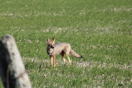 Pampas Fox 