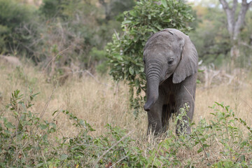 Afrikanischer Elefant / African elephant / Loxodonta africana