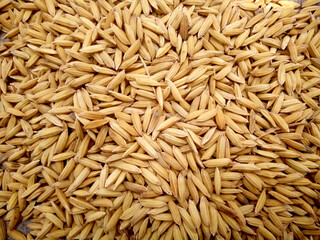 Top view of paddy rice and rice seed on the floor, Background