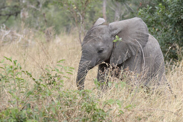 Afrikanischer Elefant / African elephant / Loxodonta africana