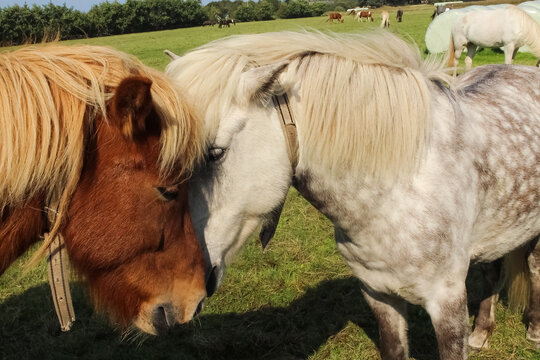 close-up of two horses cuddling outdoors 