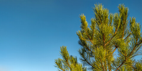 The top of a green pine tree is illuminated by the warm rays of the setting sun against a blue cloudless sky.
