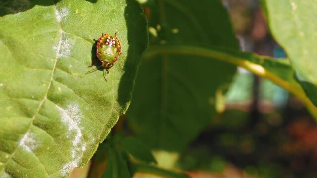 Nezara viridula green bug on green leaves in natural light
