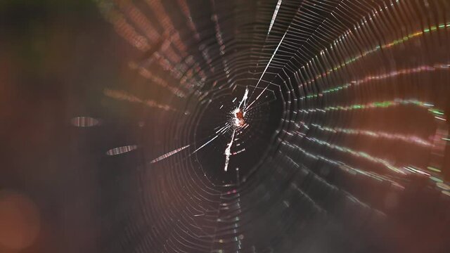 Spider web in morning light in autumn season