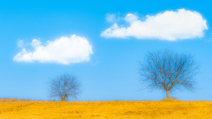 Obraz premium Trees and the clouds in the field.