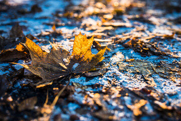 autumn leaves on the ground