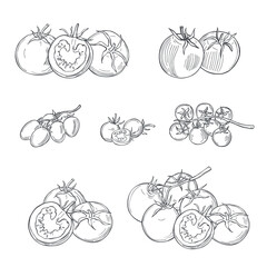 Sketch vegetables. Vector  illustration