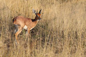 Afrikanischer Steinbock / Steenbok / Raphicerus campestris