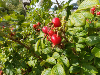 (Rosa rugosa) Cynorhodons ou cynorrhodons, fruits ronds, charnus et rouge flamboyant du rosier...