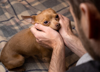 Portrait of the small cute dog in caring hands. Pets care and love.