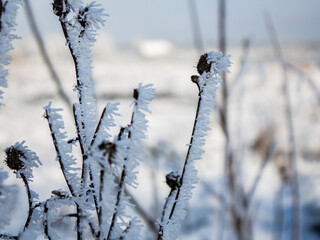 Obraz premium grass in snow