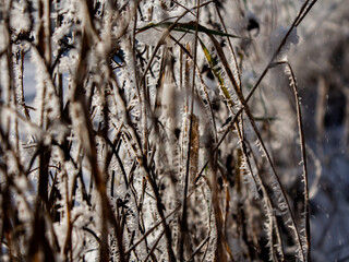 reeds in the snow