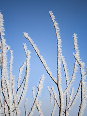 frost on branches