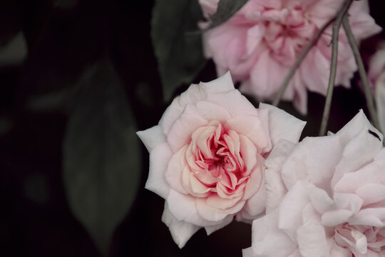 Pink flowers with dark background