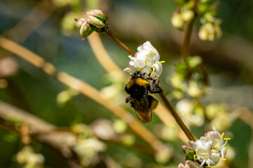 Close-up of garden bumblebee (Bombus hortorum) collecting nectar from blooming white flower winter...